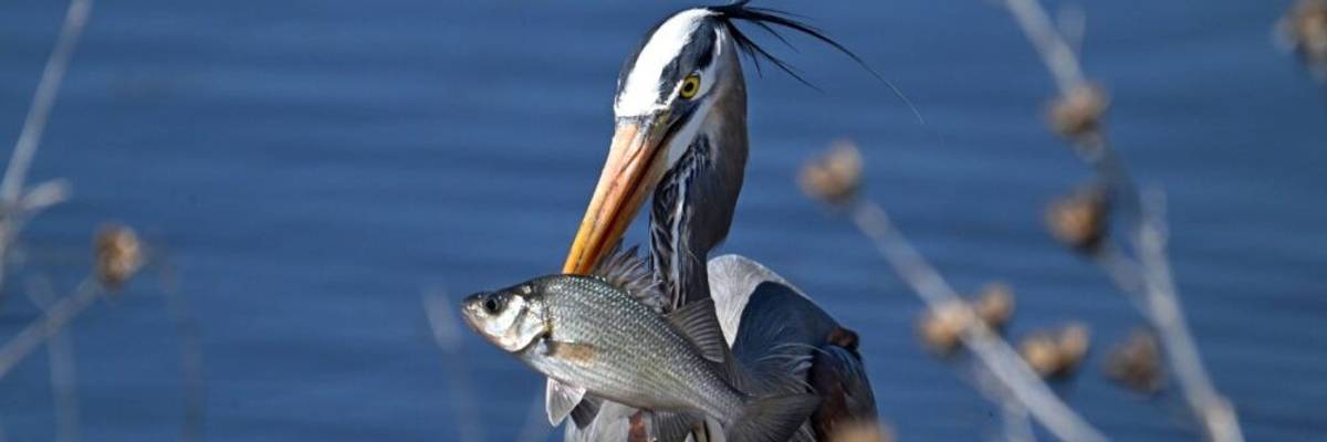 A great blue heron holds fish