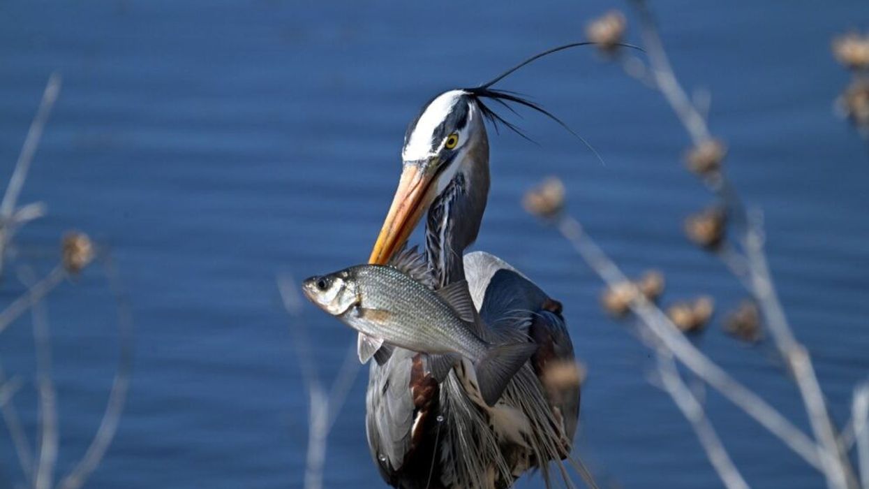 A great blue heron holds fish