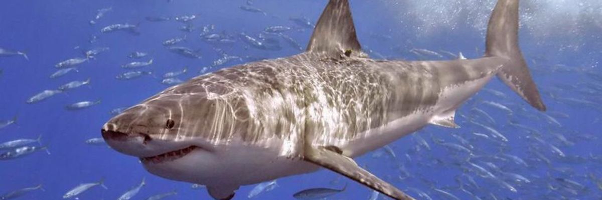 Study Finds Climate Crisis Driving Great White Sharks Into Colder Waters, With Devastating Effect on Wildlife