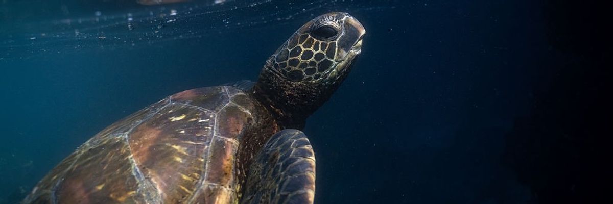 A green sea turtle