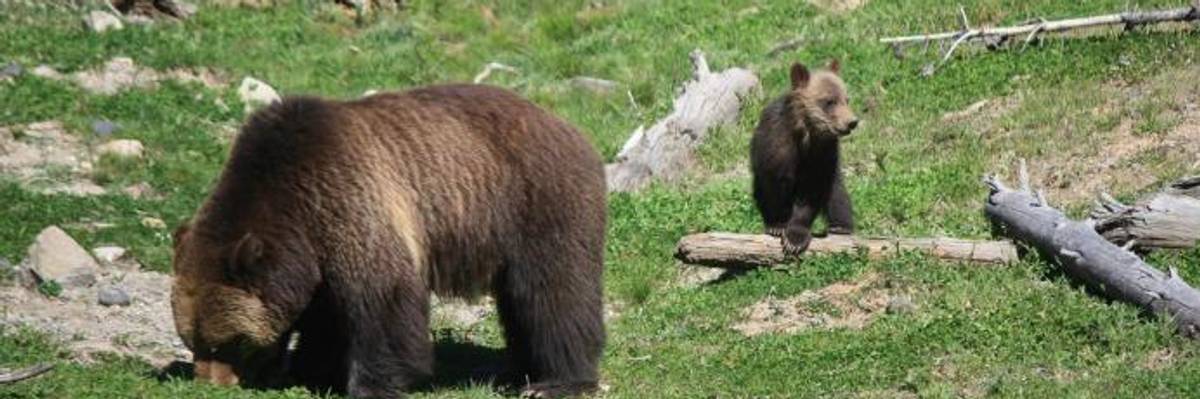 Jettisoning 'Best Available Science,' Trump Admin. Tosses Out Federal Protections for Yellowstone's Grizzlies