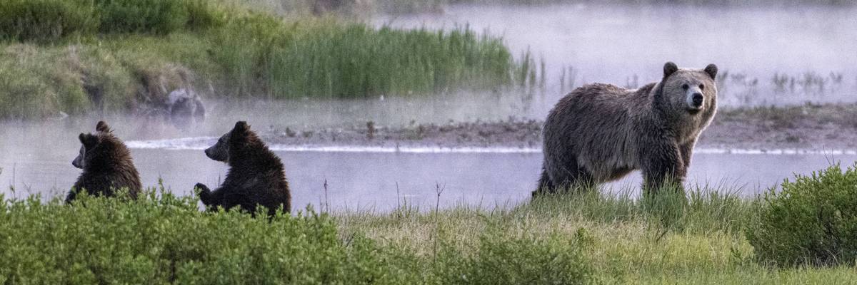 A Grizzly bear and her two cubs