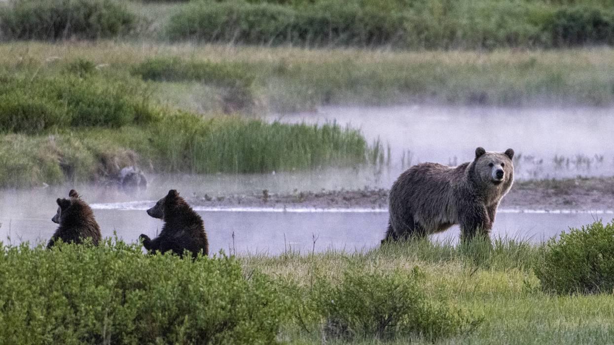 A Grizzly bear and her two cubs