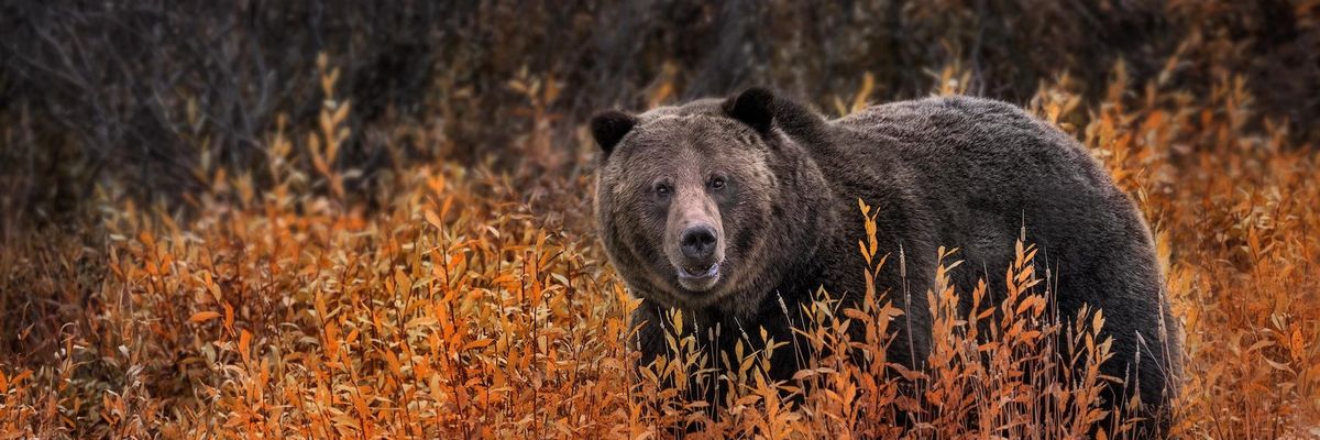 A grizzly bear walks through the fall foliage in Yellowstone National Park, Wyoming on September 30, 2017.