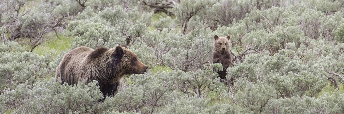 A grizzly sow and cub stand in sagebrush.
