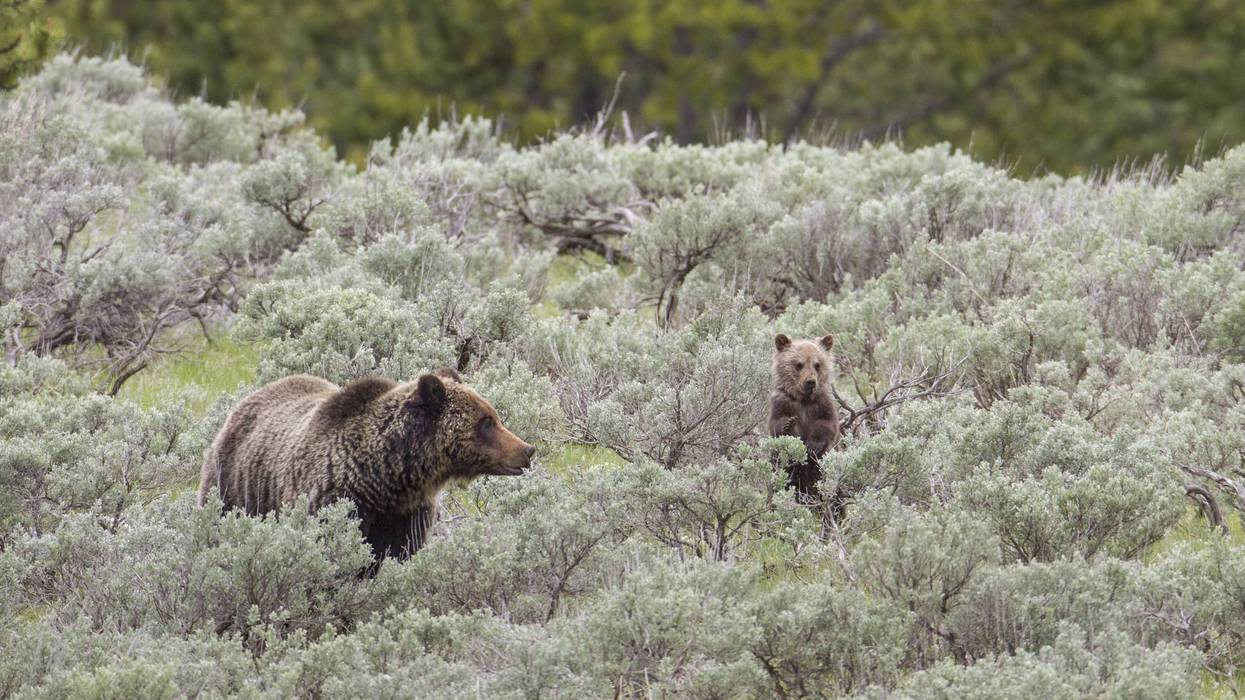 A grizzly sow and cub stand in sagebrush.