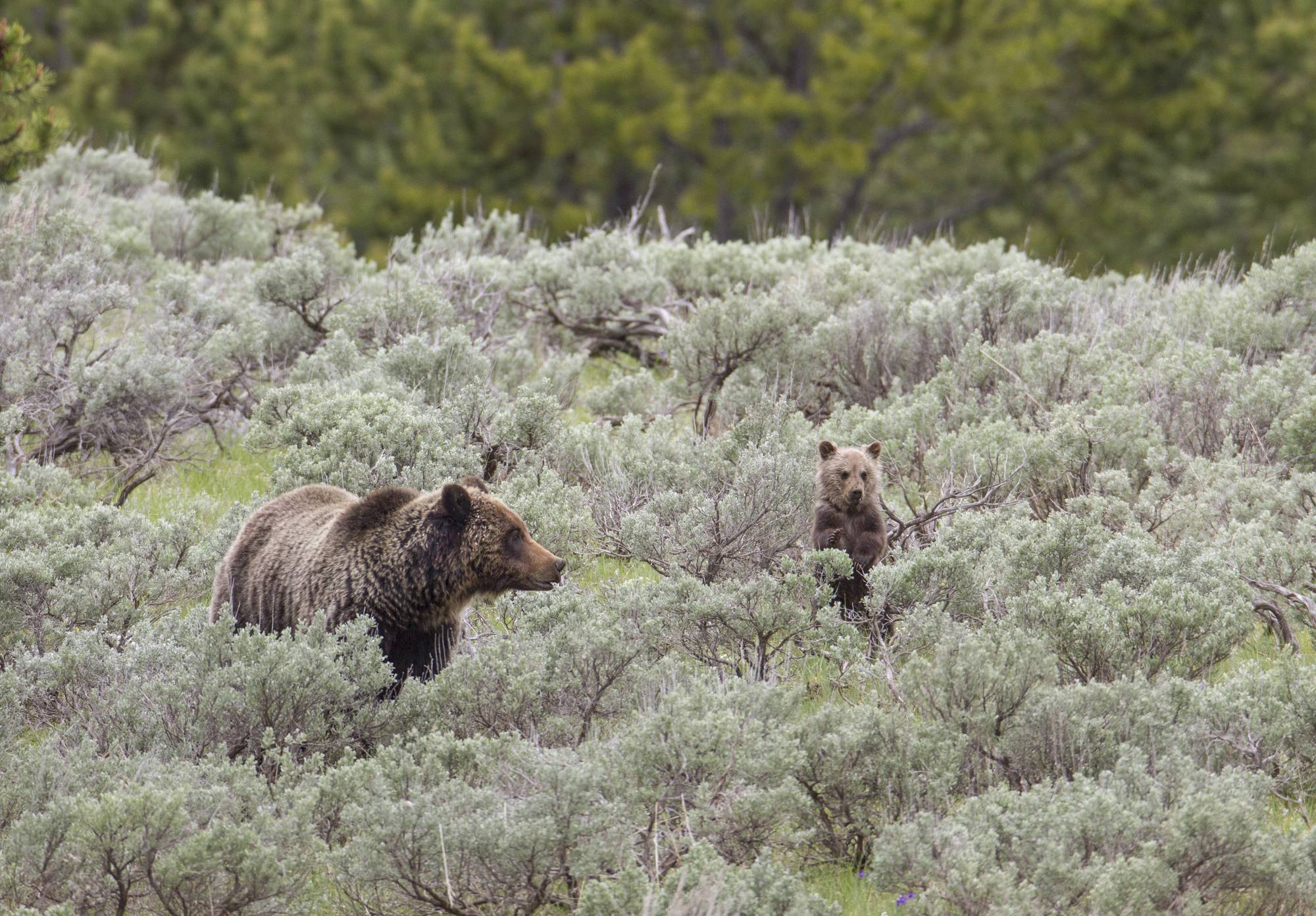 A grizzly sow and cub stand in sagebrush.