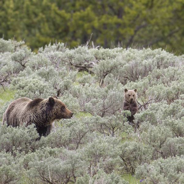 A grizzly sow and cub stand in sagebrush.