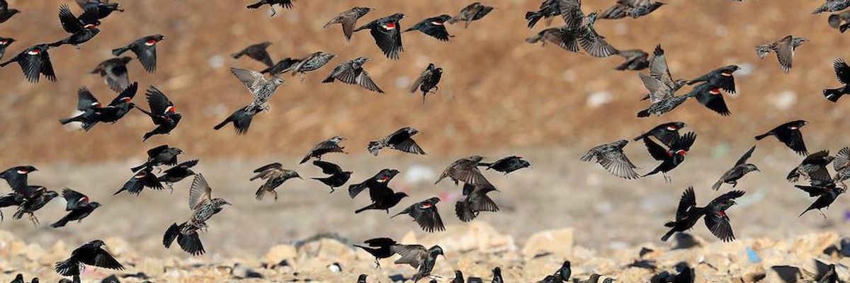 'Bird Emergency' as Study Shows North American Bird Population Has Fallen by Nearly One-Third in Less Than 50 Years