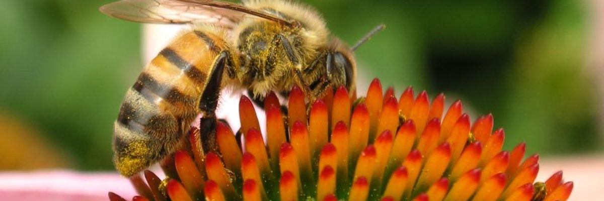 Experts Urge Federal Task Force:  Listen to Science. Ditch Neonics