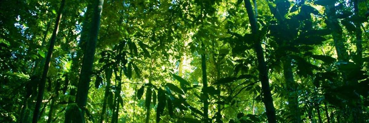 Urging Multi-Pronged Effort to Halt Climate Crisis, Scientists Say Protecting World's Forests as Vital as Cutting Emissions