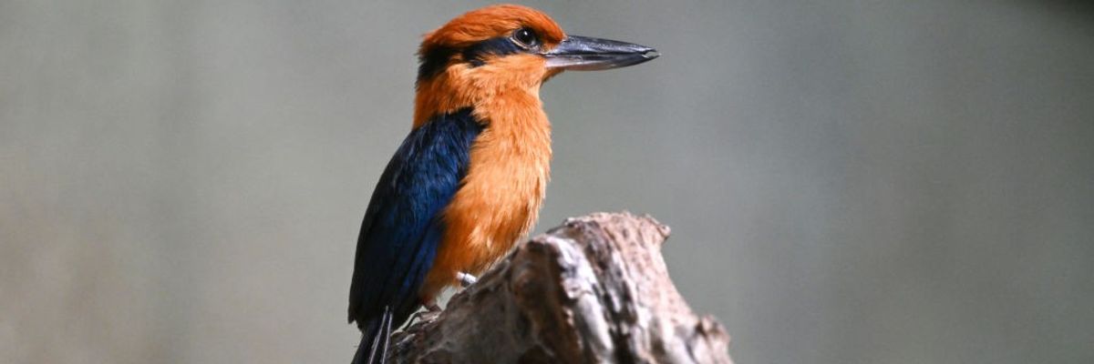 a Guam kingfisher