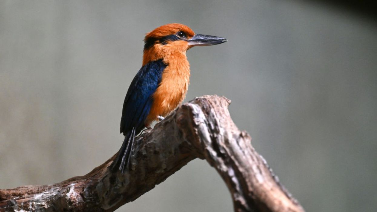 a Guam kingfisher