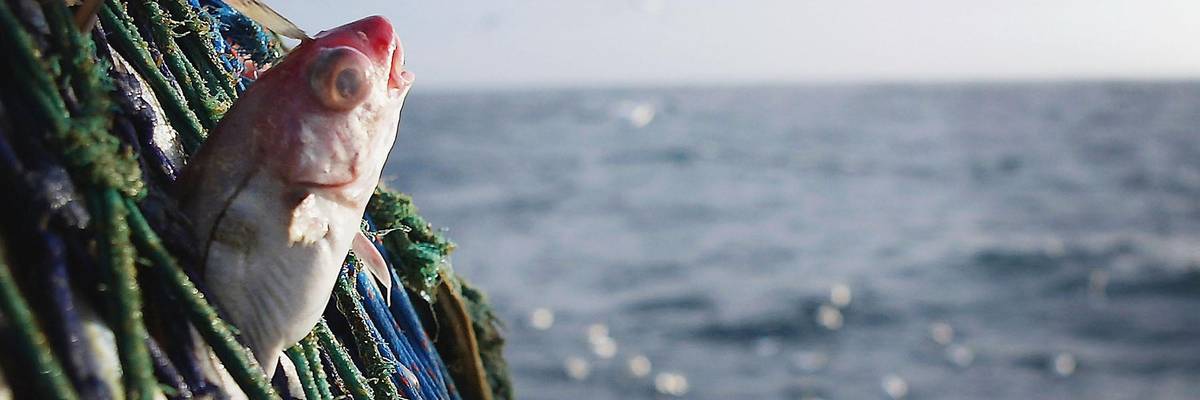 GOP-Controlled House Passes Bill to Eviscerate Nation's Marine Ecosystems, Fisheries