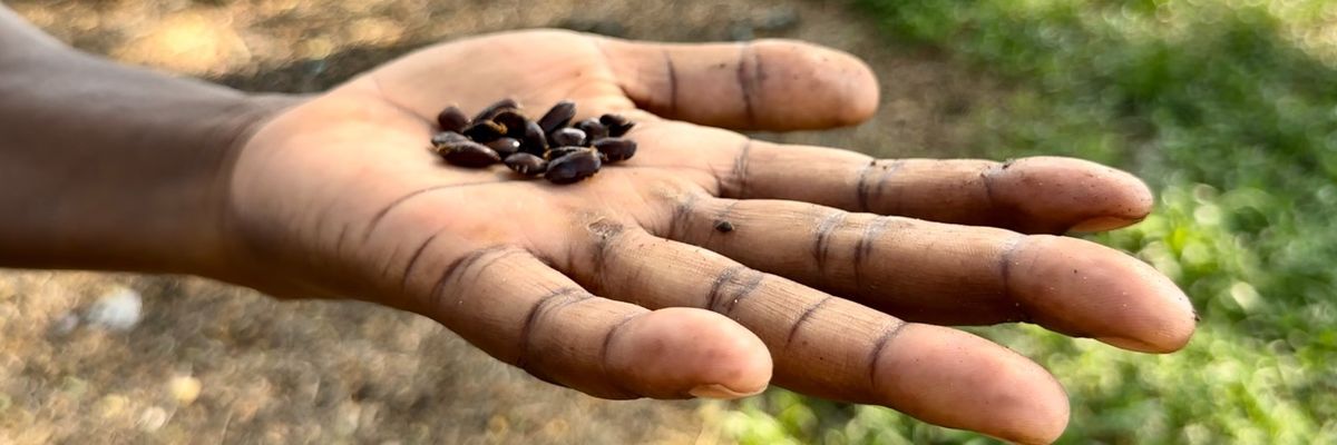 A hand holds seeds in Colombia.