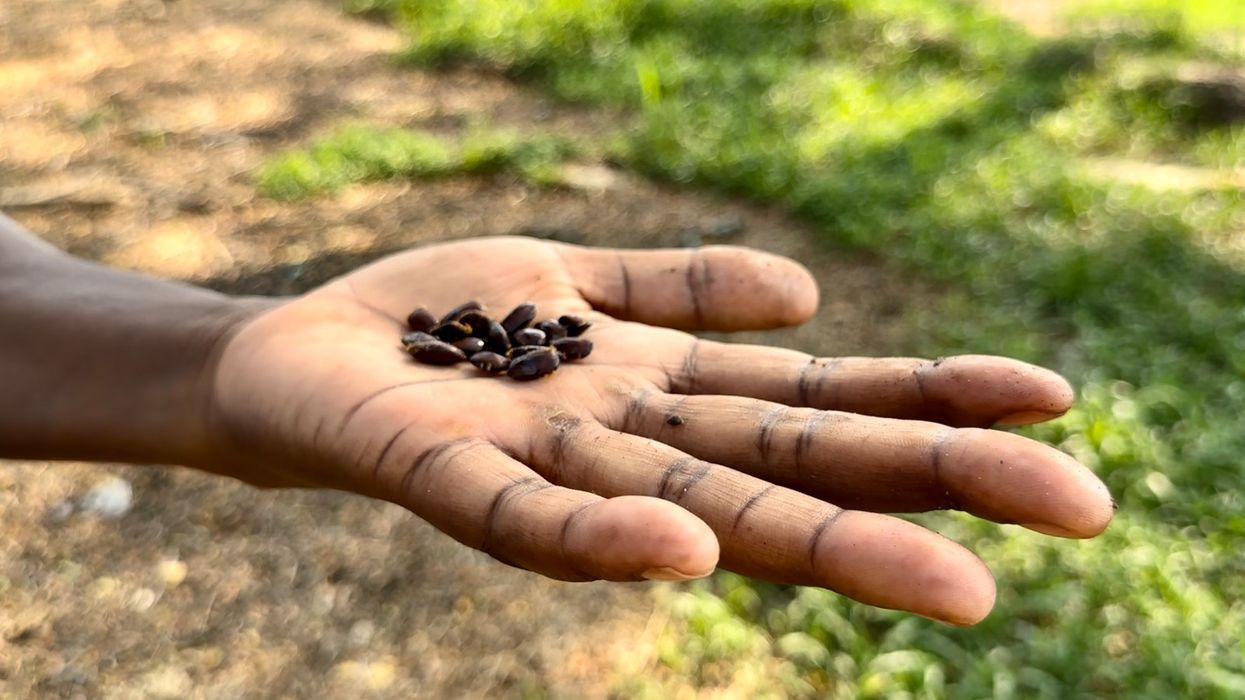 A hand holds seeds in Colombia.
