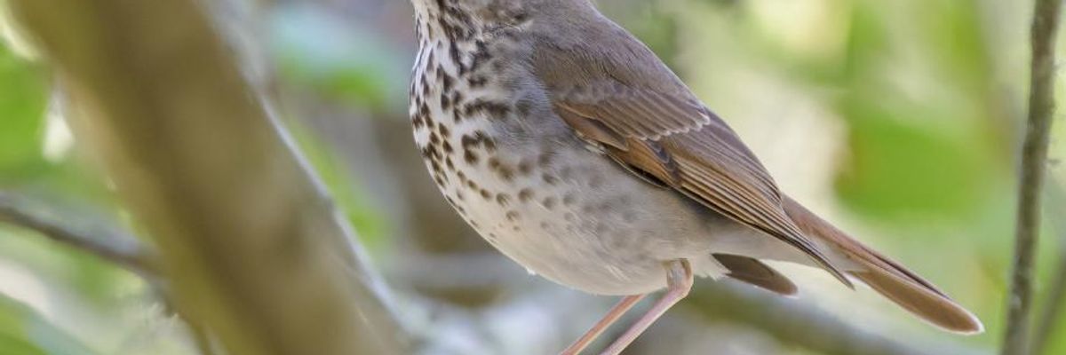 Takeaway from the UN Biodiversity Report: Time to Give Nature Some Love