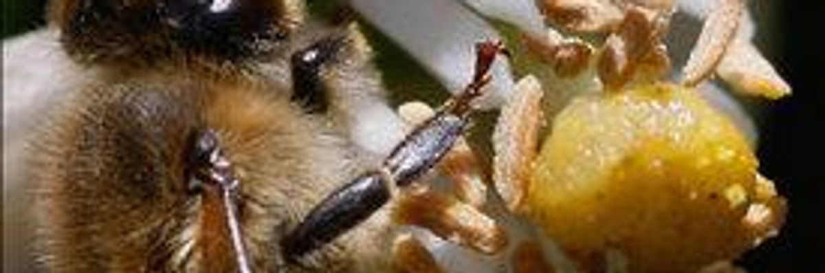 Neurotoxic Pesticides Helping to Decimate Bee Populations, Studies Indicate