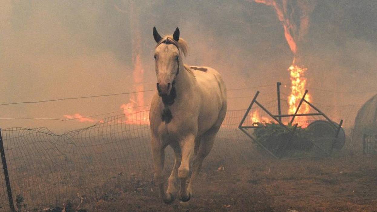 Obsession With GDP, Disregard of Nature Leading Towards Ecosystem Collapse: Report