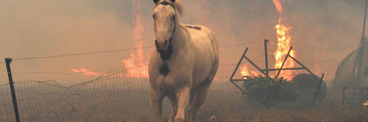 More Than One Billion Animals Killed in Australia Wildfires Called a 'Very Conservative' Estimate