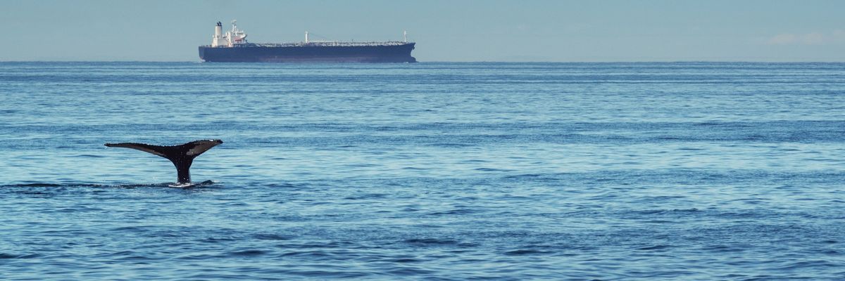 A humpback whale dives on the Bay of Fundy with an oil tanker in the distance.