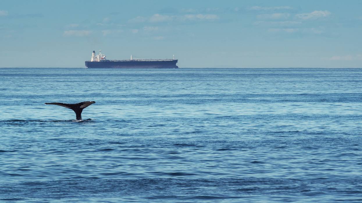 A humpback whale dives on the Bay of Fundy with an oil tanker in the distance.