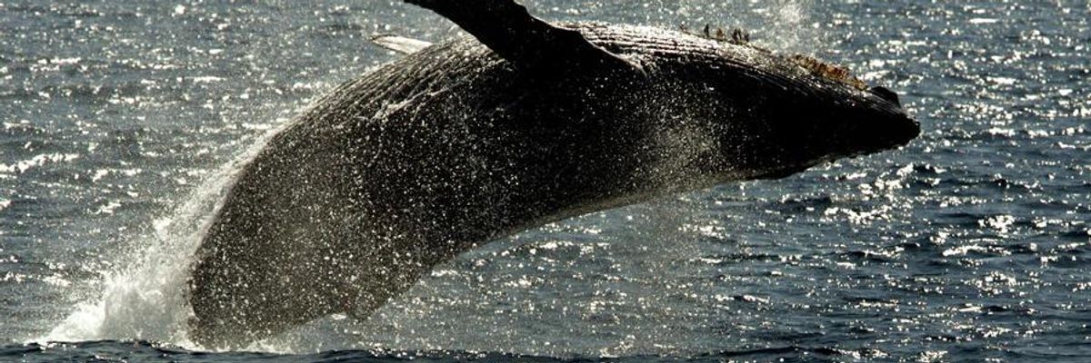 Marine Mammals Get Reprieve as US Navy Finally Agrees to Back Off Sonar Testing in Key Areas
