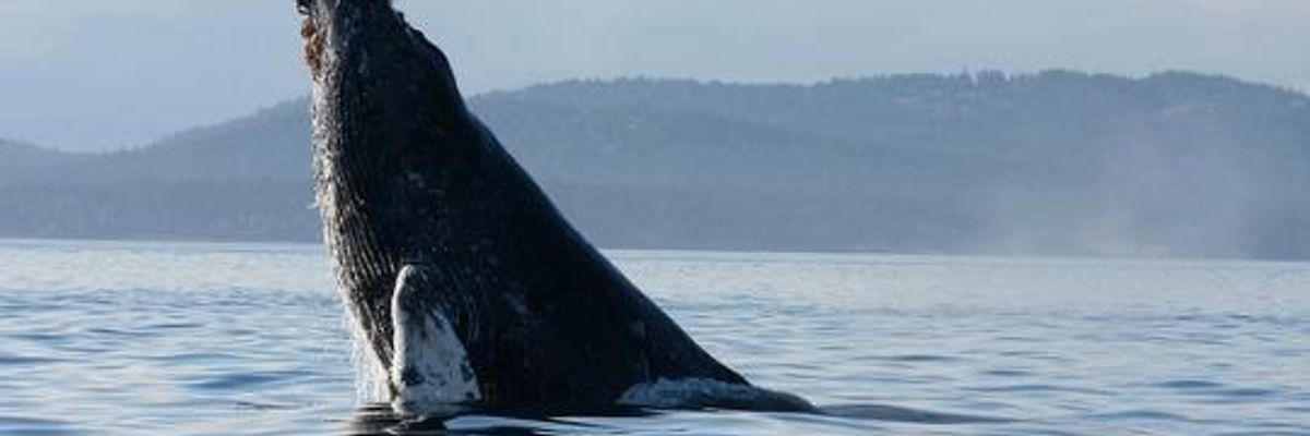 Harper Govt Shows Love for Tar Sands Pipeline, Not for Whales