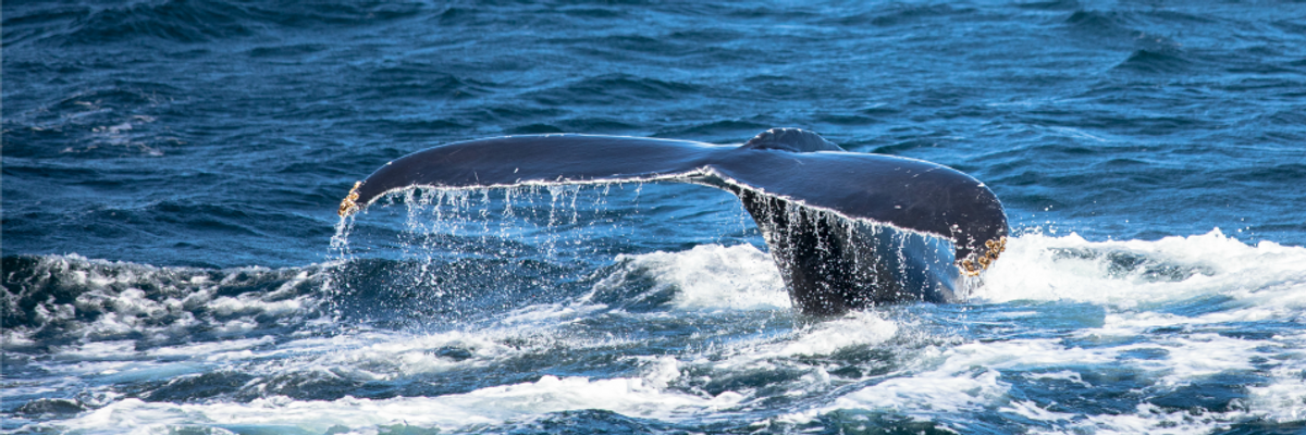 'Quietly Putting Hundreds of Species at Risk,' Trump Opens 5,000 Square Miles of Atlantic Ocean to Commercial Fishing