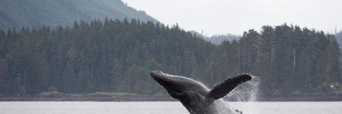 Coalition Sues Trump Administration Over 'Outrageous Assault' on Tongass National Forest Protections