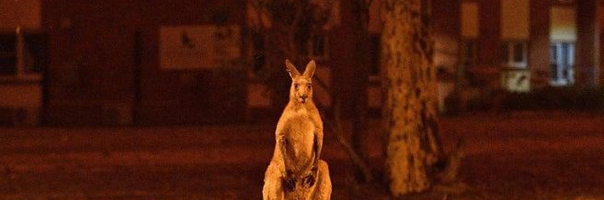 'Entire Species Are Being Wiped Out': Ecologists Say Half a Billion Animals May Have Been Killed by Australia Wildfires