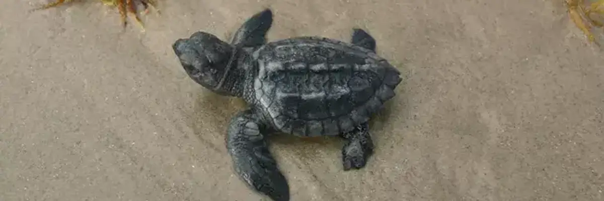 A Kemp's ridley sea turtle hatchling.