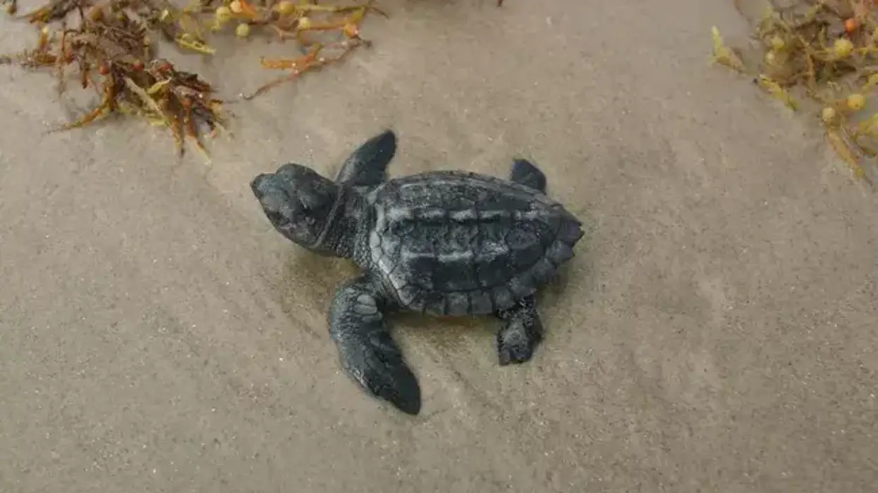 A Kemp's ridley sea turtle hatchling.