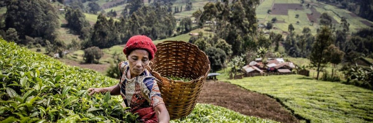 A Kenyan woman picks tea leaves at a tea plantation