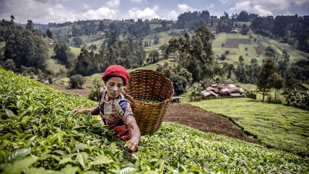 A Kenyan woman picks tea leaves at a tea plantation