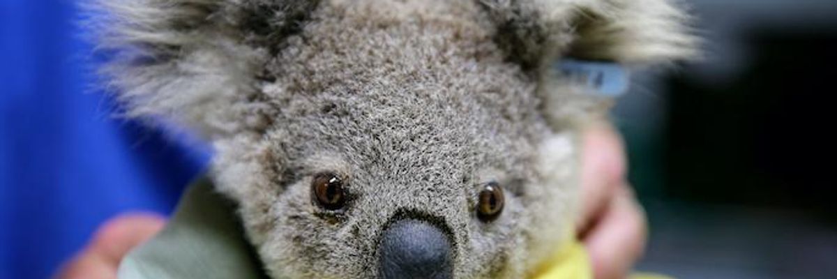 'Without Urgent Govt Intervention,' Koalas Face Extinction in New South Wales by 2050