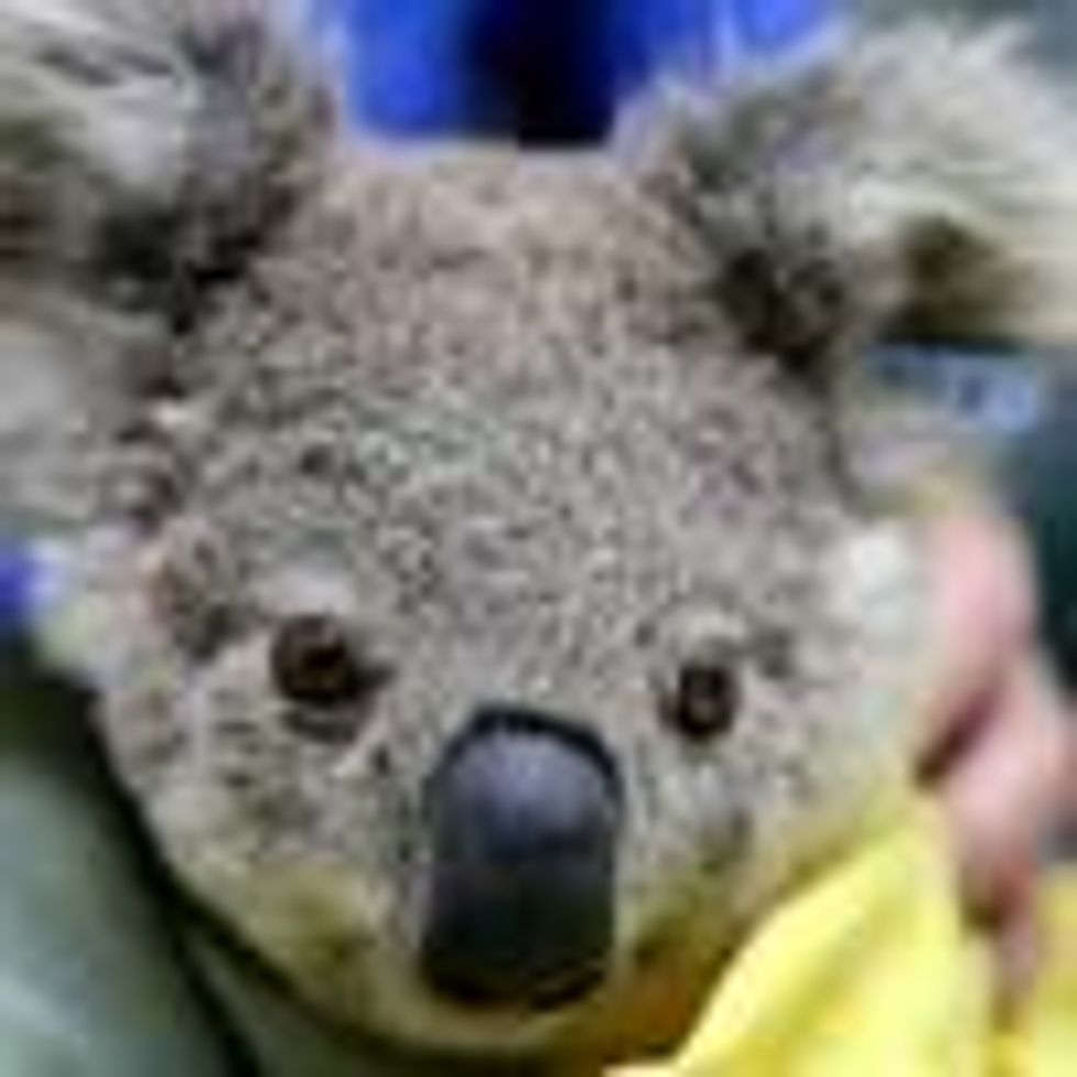A koala named Pete from Pappinbarra at The Port Macquarie Koala Hospital on November 29, 2019 in Port Macquarie, Australia.