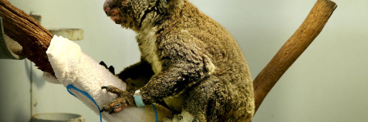 A Koala recovers from burns at a hospital in Australia