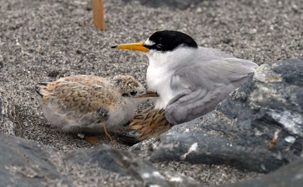 A least tern chick.