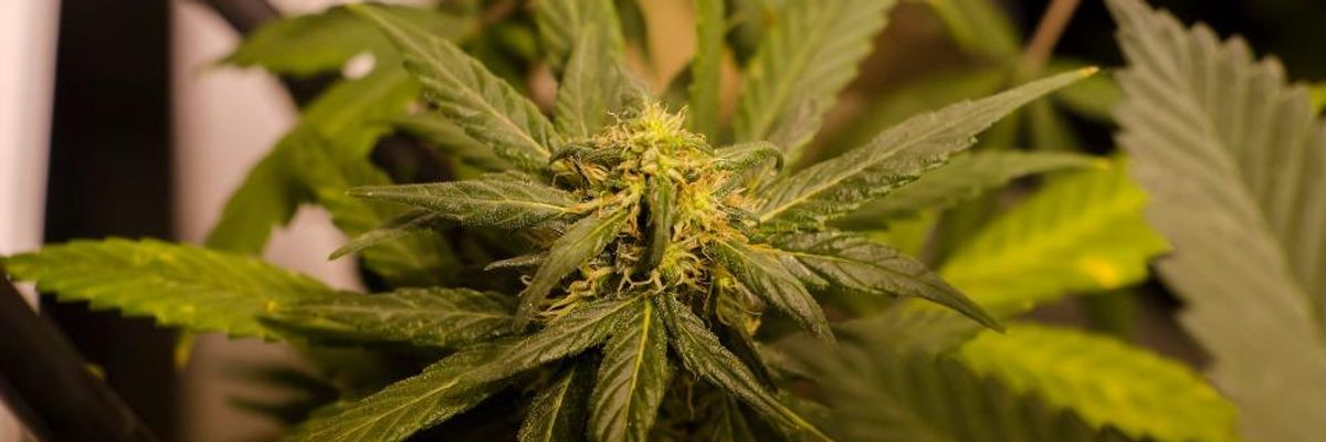 Neighboring States Sue Colorado to Shut Down Legal Weed Program
