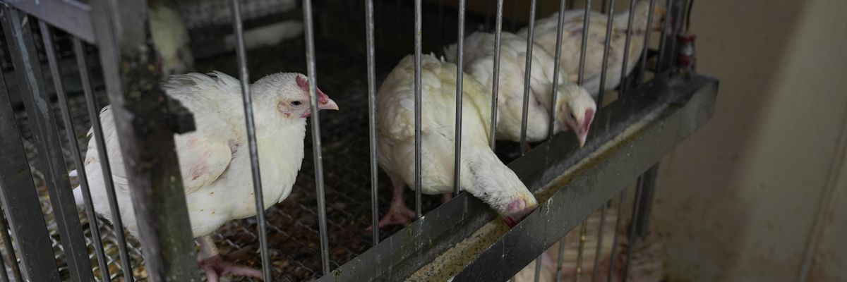 Amidst Cuts Impacting Bird Flu Response, Groups Demand Timely Release of CDC Updates