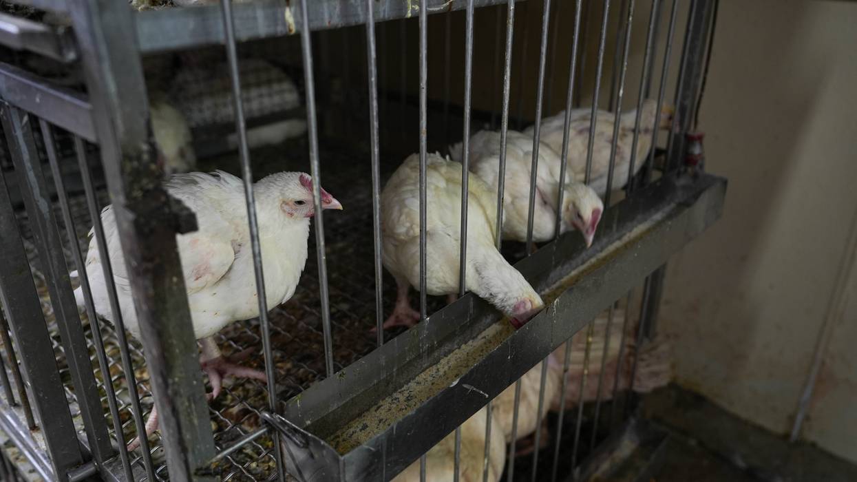Amidst Cuts Impacting Bird Flu Response, Groups Demand Timely Release of CDC Updates