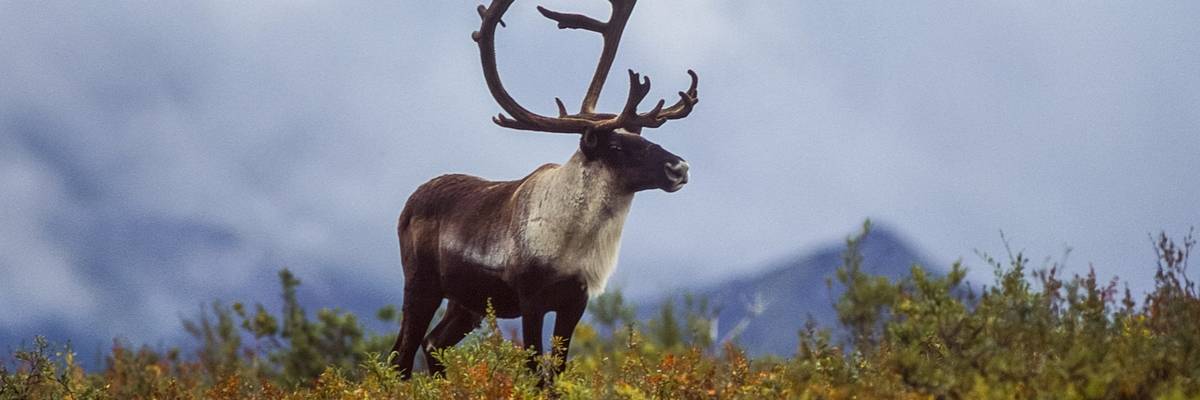 A lone caribou stands on the Alaskan tundra.
