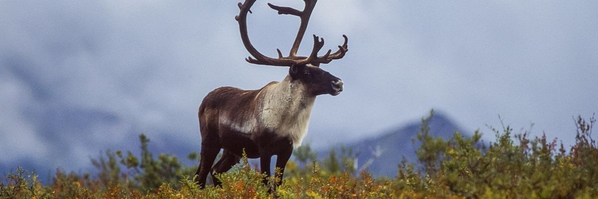 A lone caribou stands on the Alaskan tundra.