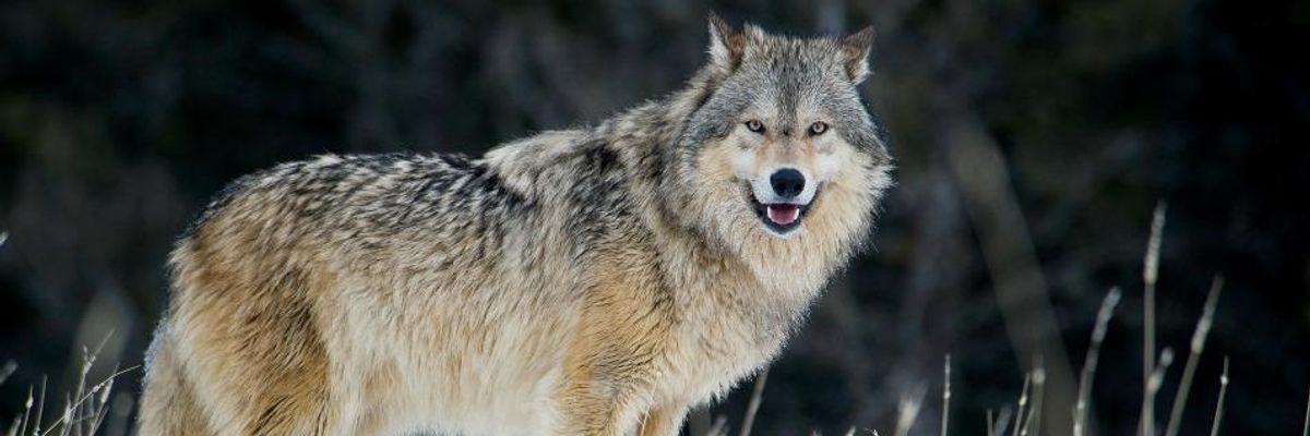 A male gray wolf walks through fresh snow in Montana on January 6, 2008.