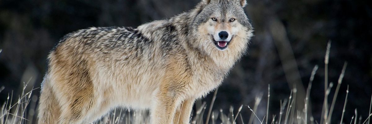 'Huge Win for Gray Wolves' as US Court Restores Endangered Species Act Protections