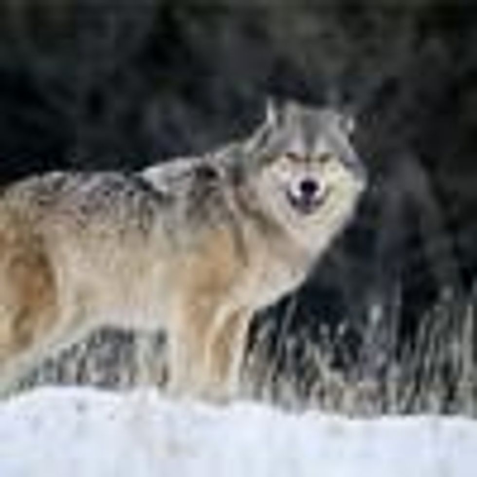 A male gray wolf walks through fresh snow in Montana. (Photp: Dennis Fast / VWPics/Universal Images Group via Getty Images)