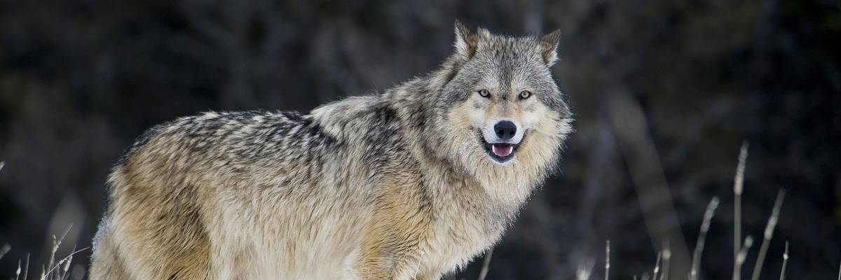 A male gray wolf.