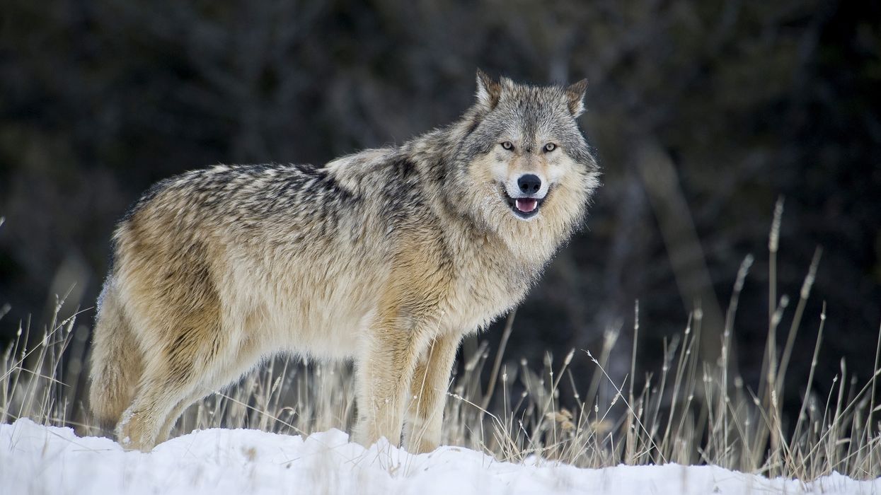 A male gray wolf.