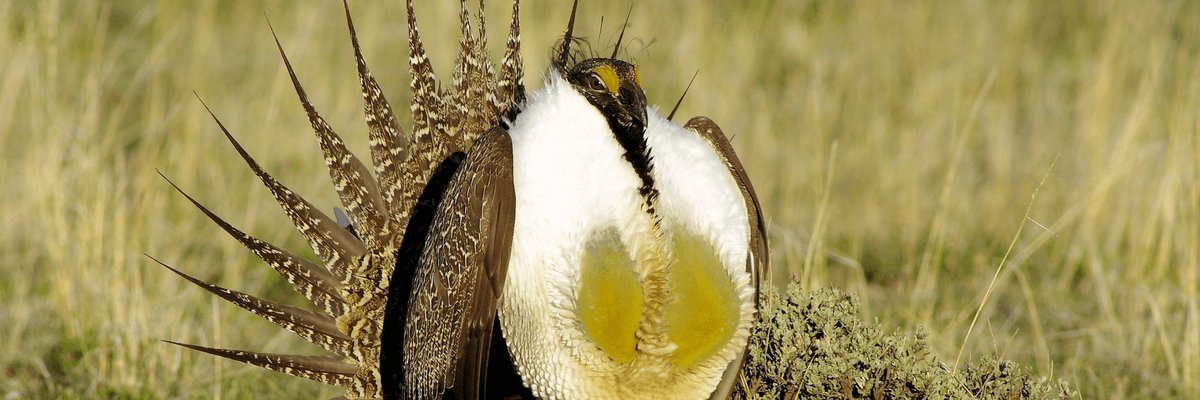 A male greater sage-grouse is seen on the prairie